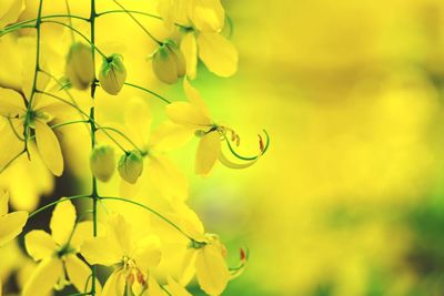 Close-up of yellow flowering plant