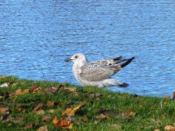 Seagulls on lakeshore