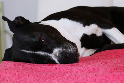 Close-up of dog resting on sofa
