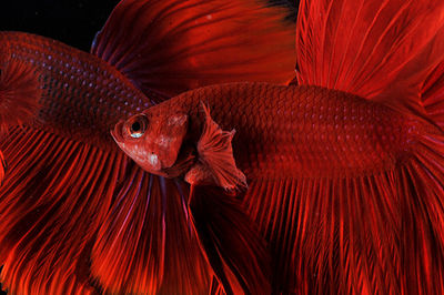 Betta fish halfmoon red color