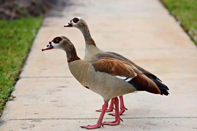 Side view of a bird on the footpath