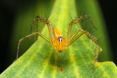 Close-up of insect on plant