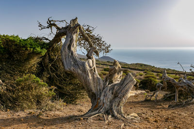 Driftwood on tree trunk by sea against sky