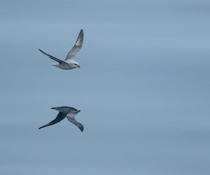 Low angle view of seagull flying against clear sky