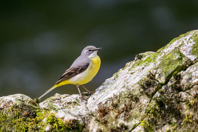 Grey wagtail, motacilla cinerea, perched on a rock in a river.