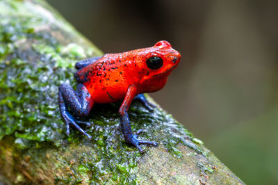 Strawberry poison-dart frog - oophaga pumilio in la selva biological station, costa rica