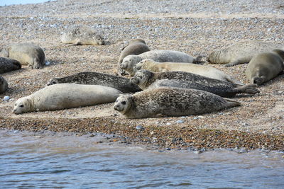 Seals relaxing at beach