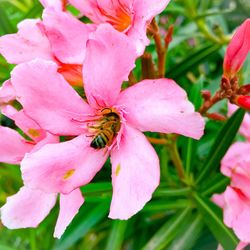 Close-up of bee on pink flower