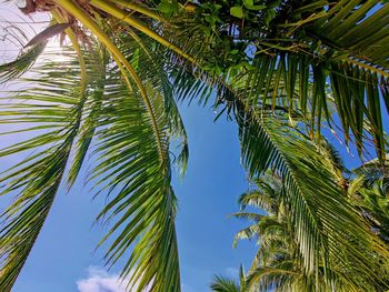 Low angle view of palm trees against sky