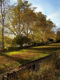 Trees against sky during autumn