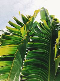 Close-up of banana leaves