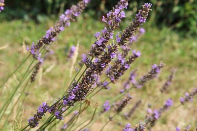 Close-up of lavender flowers on field