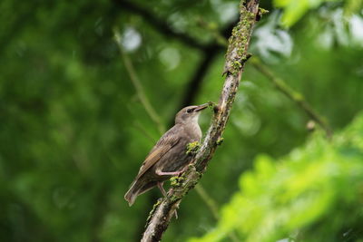 Bird perching on a tree