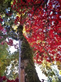 Low angle view of trees against sky