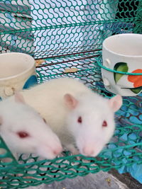 Close-up of two cats in cage