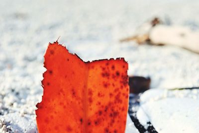 Close-up of red leaf on snow