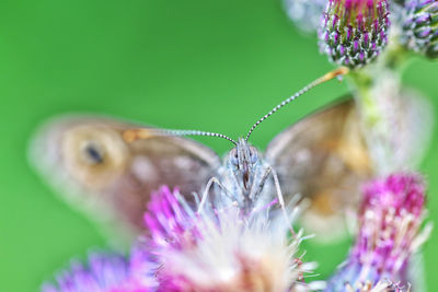 Close-up of butterfly pollinating on purple flower