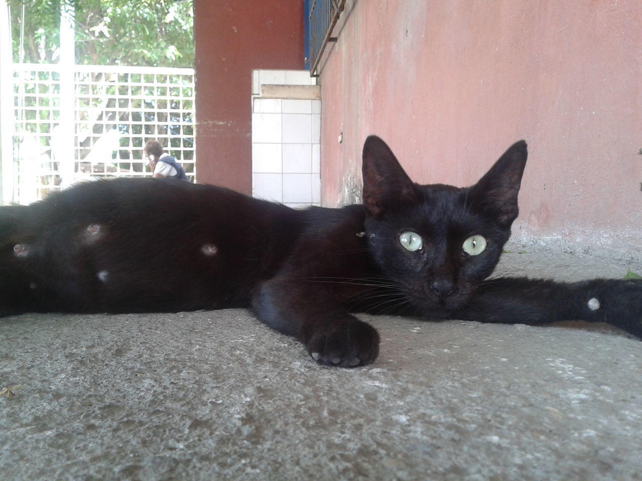 PORTRAIT OF BLACK CAT SITTING ON WALL