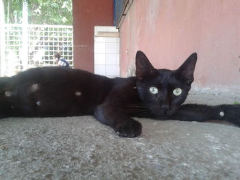 Portrait of black cat sitting on floor