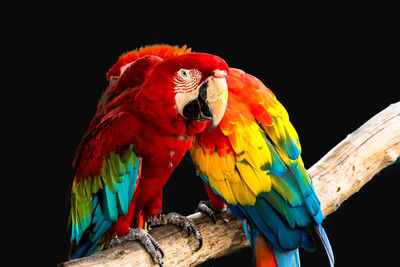 Close-up of parrot perching on branch