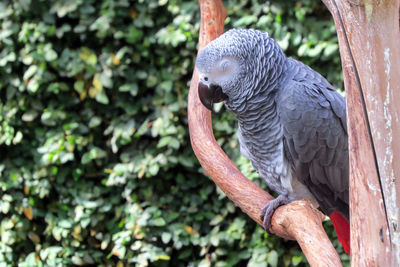 Close-up of parrot perching on tree