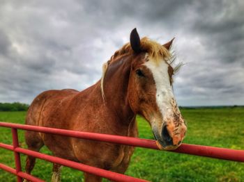 Close-up of horse against sky