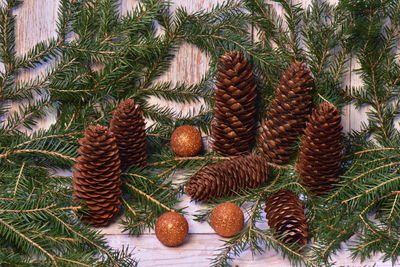 High angle view of pine cones on tree