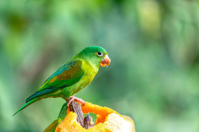 Close-up of bird perching on plant