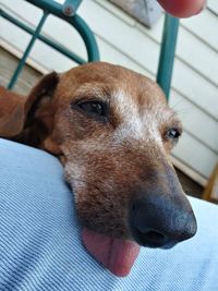 Close-up of dog looking away