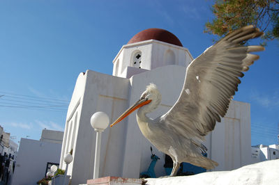 Pelican living in mykonos town spreading wing