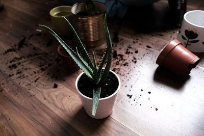 High angle view of potted plant on table