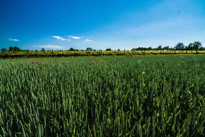 Scenic view of field against cloudy sky