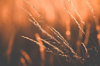 Close-up of plants growing during sunset