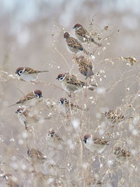 Close-up of plants during winter