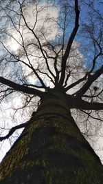 Low angle view of bare tree against sky