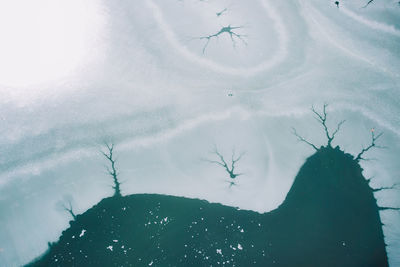 Close-up of jellyfish swimming in snow