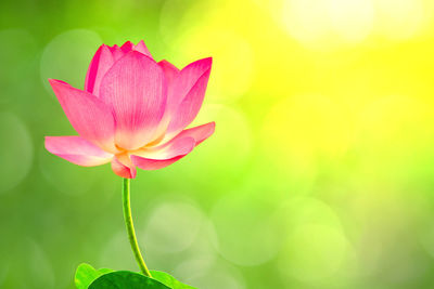 Close-up of pink lotus water lily