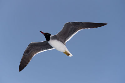 Low angle view of bird flying against clear blue sky