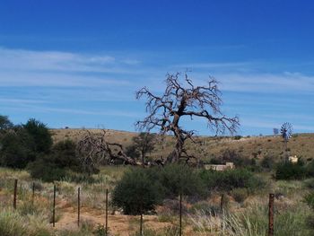 Bare trees on landscape against blue sky