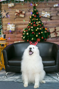 White big dog with deer antler decoration on his head on new year's eve.