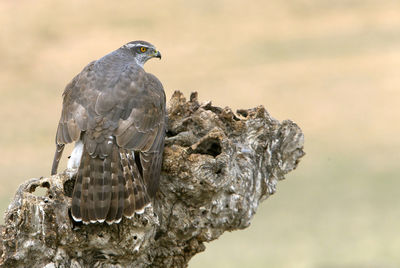 Close-up of bird perching on rock