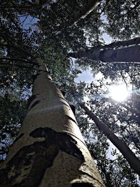 Low angle view of trees against sky