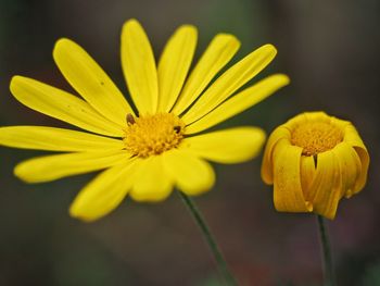 Close-up of yellow flowering plant