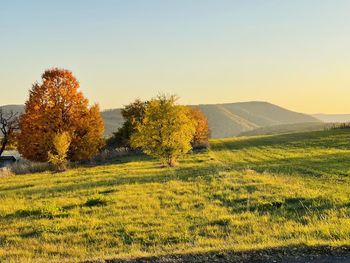 Scenic view of field against sky during autumn