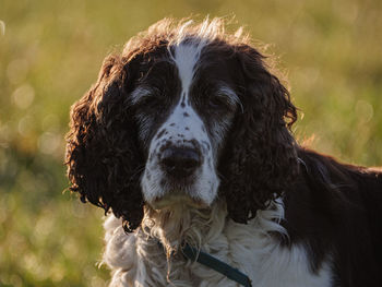 Close-up portrait of a dog