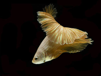 Close-up of fish swimming in sea