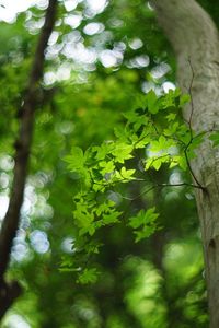 Close-up of leaves on tree