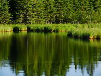 Reflection of trees in lake