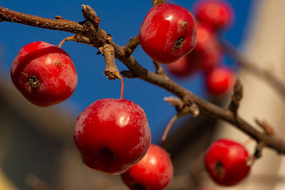 Close-up of cherries on tree