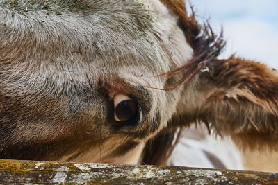 Close-up of a horse